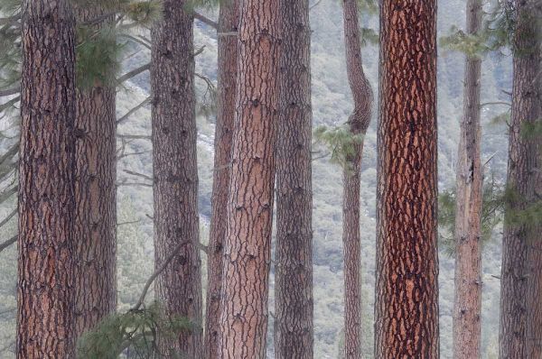 USA, California, Yosemite NP Pine trees in fog